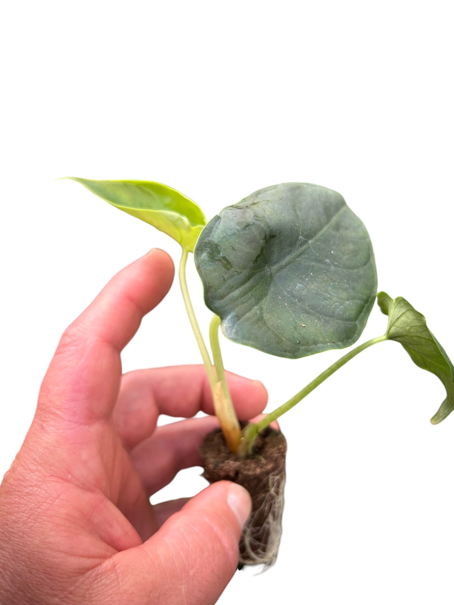 Alocasia hybrid ‘Green Unicorn’ (plug)