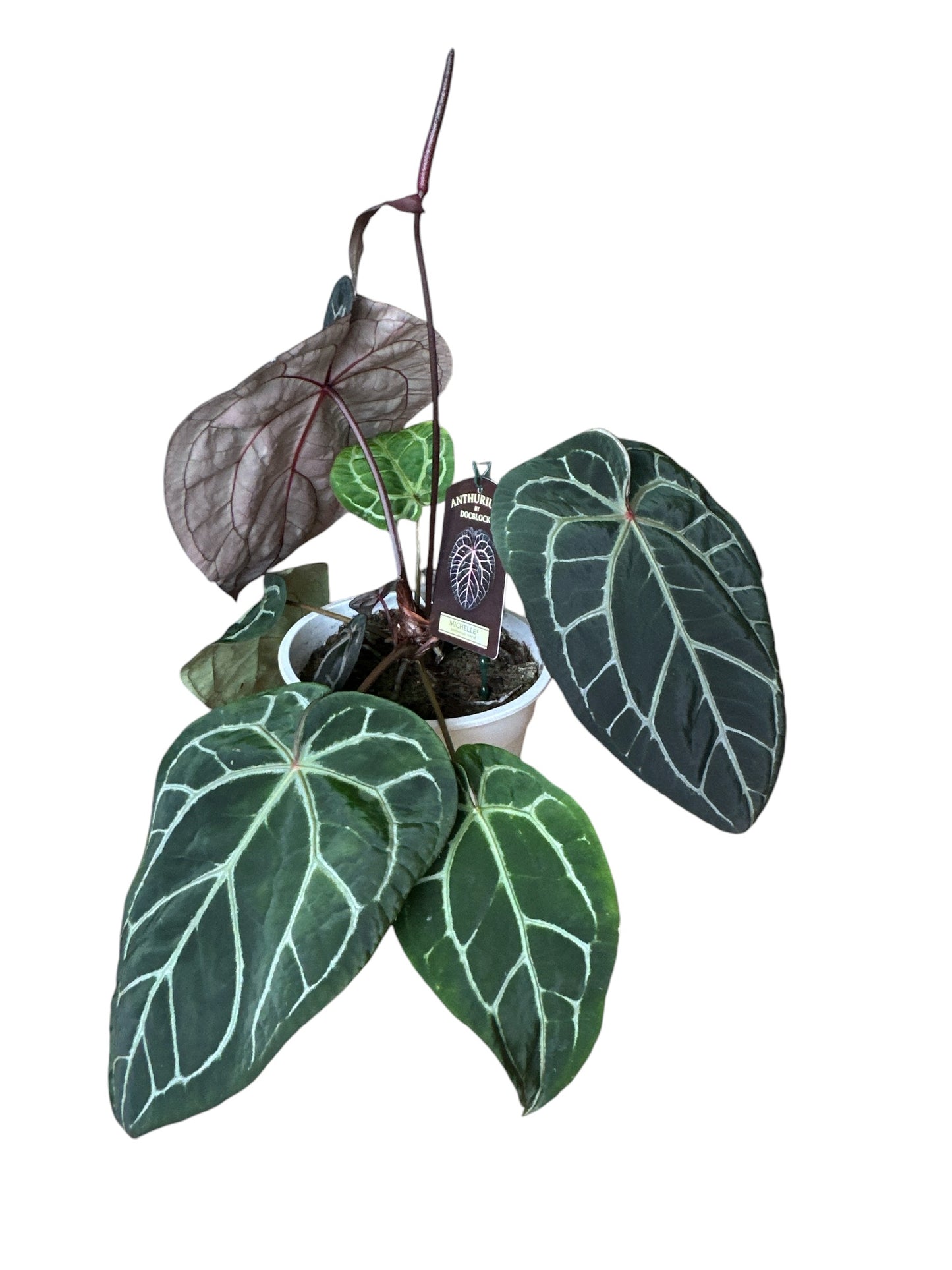 Anthurium DocBlock® Michelle® (plug)