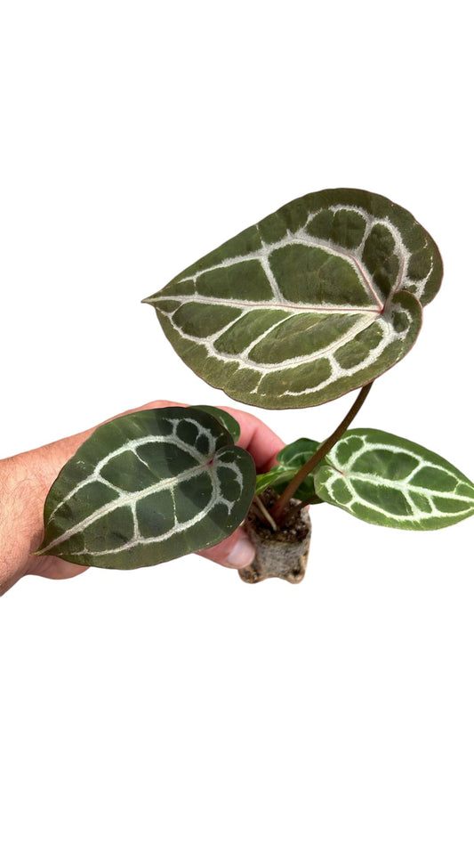 Anthurium DocBlock® Michelle® (plug)