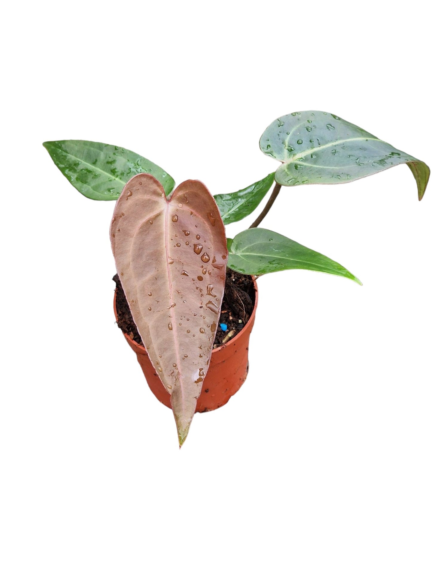 Anthurium hybrid Dark & Handsome® '9' X Red Velvet Cake® '24'