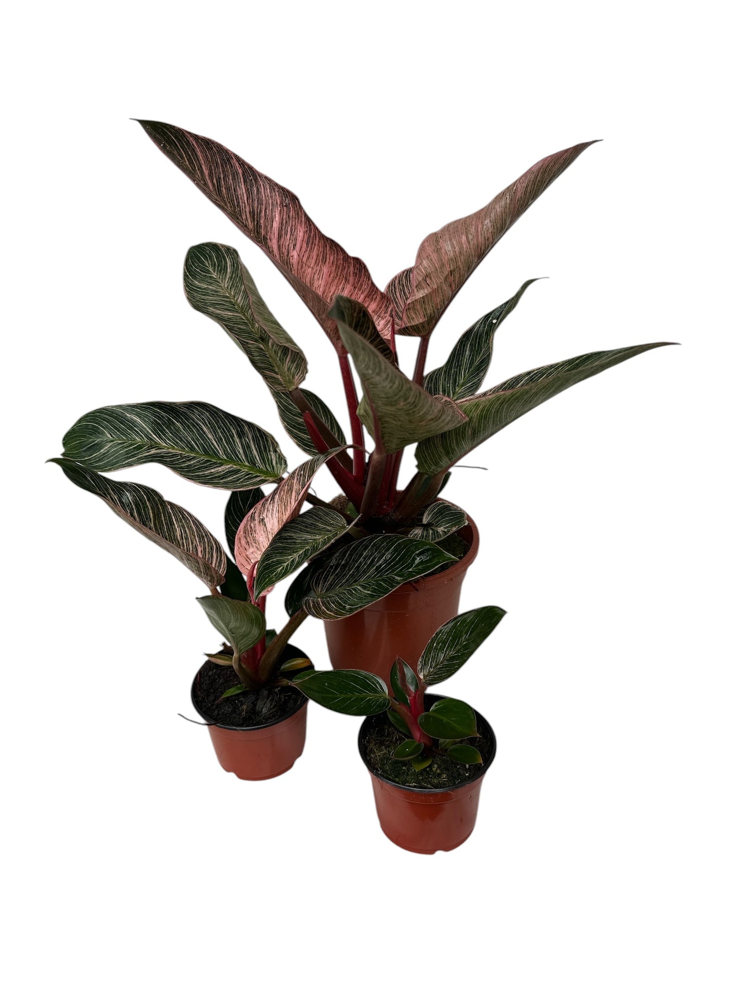 Philodendron erubescens Pink Bikini® 'NATPHI01'