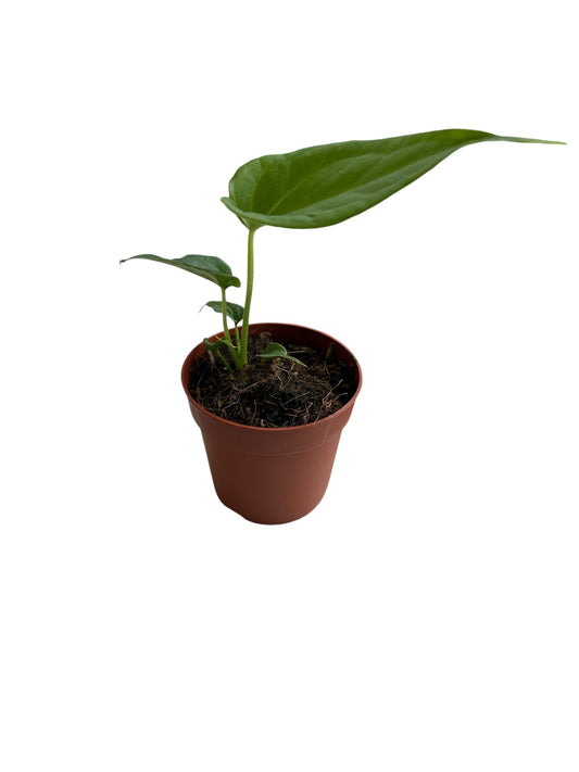 Anthurium Delta Force 7cm pot