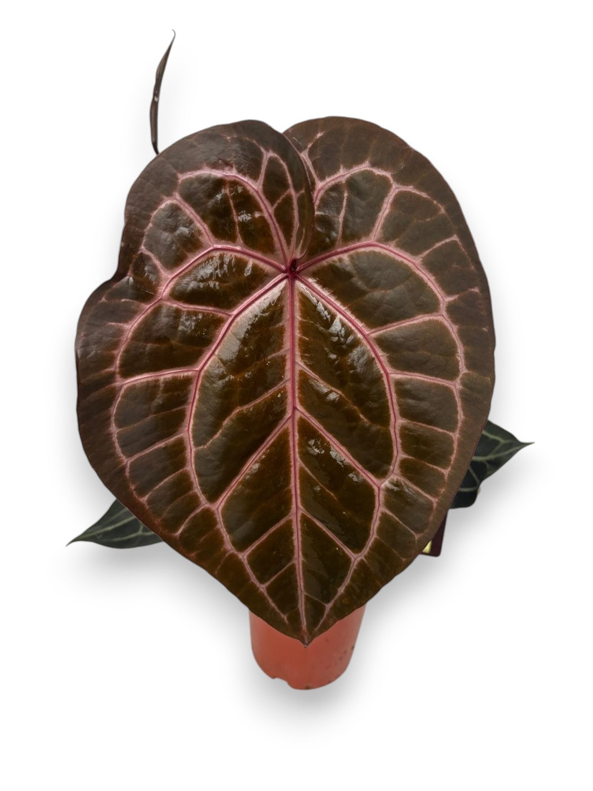 Anthurium DocBlock® Michelle® pot size 17 and 21cm