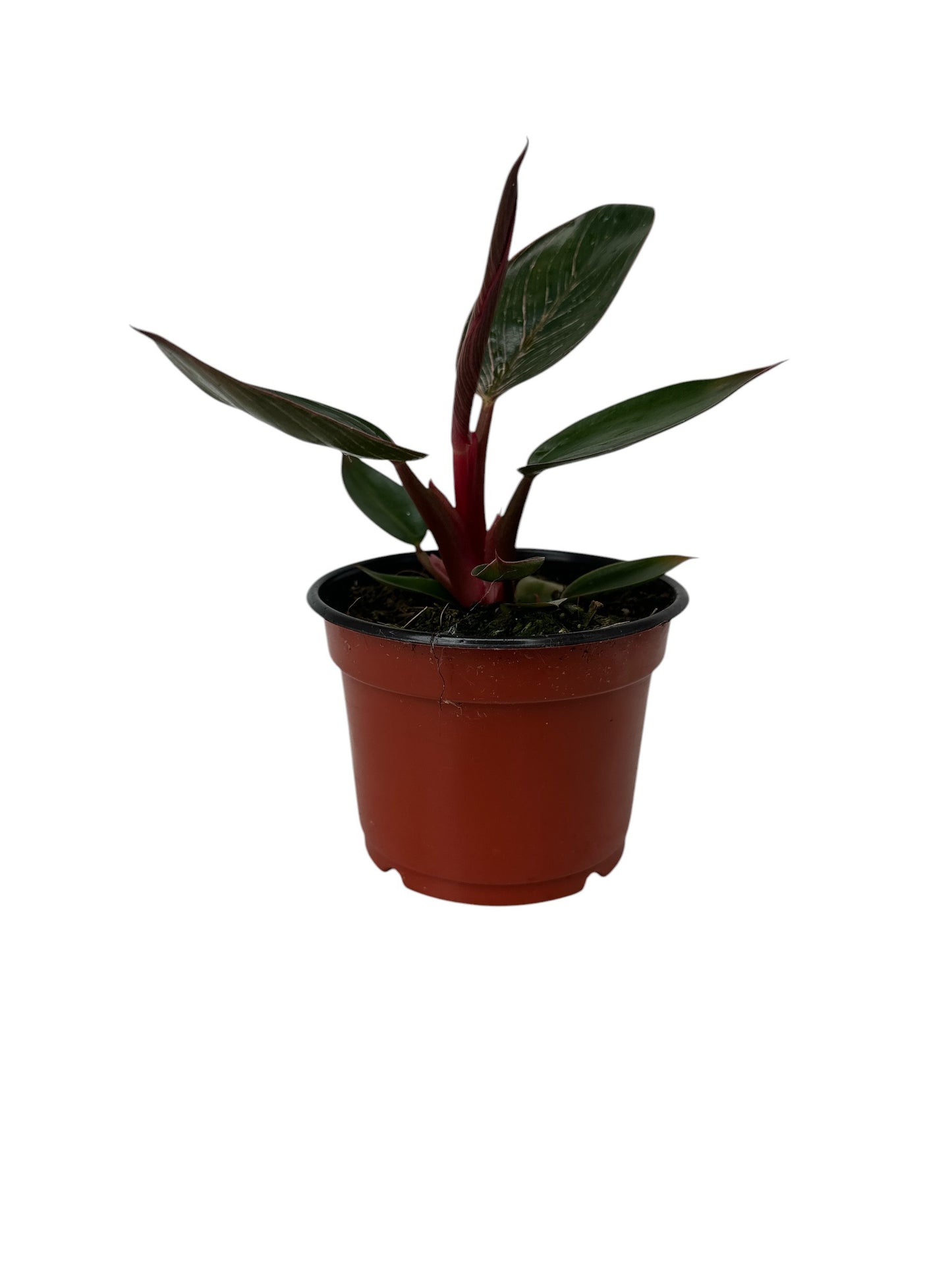 Philodendron erubescens Pink Bikini® 'NATPHI01' (Plug)