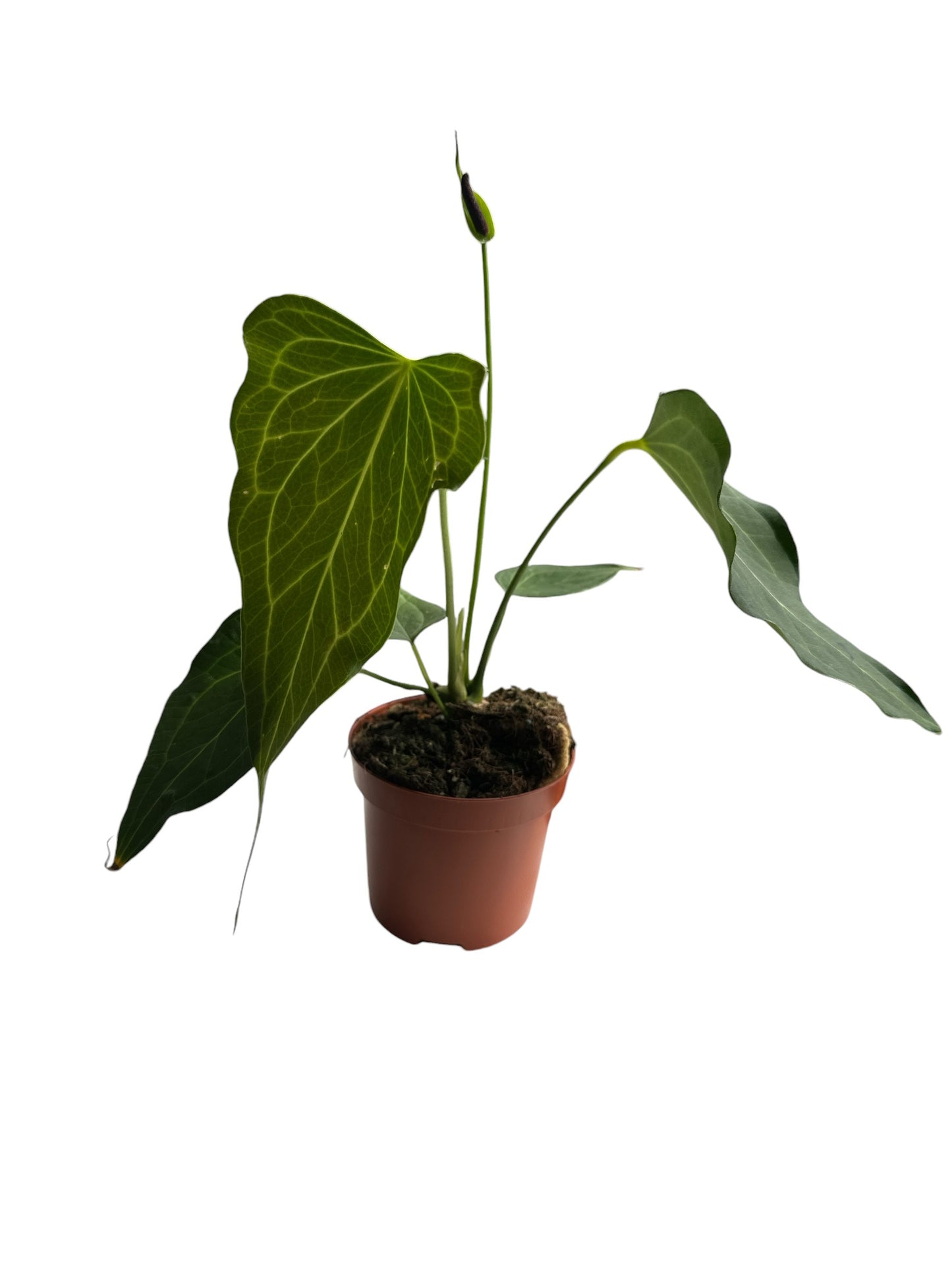 Anthurium Delta Force 7cm pot