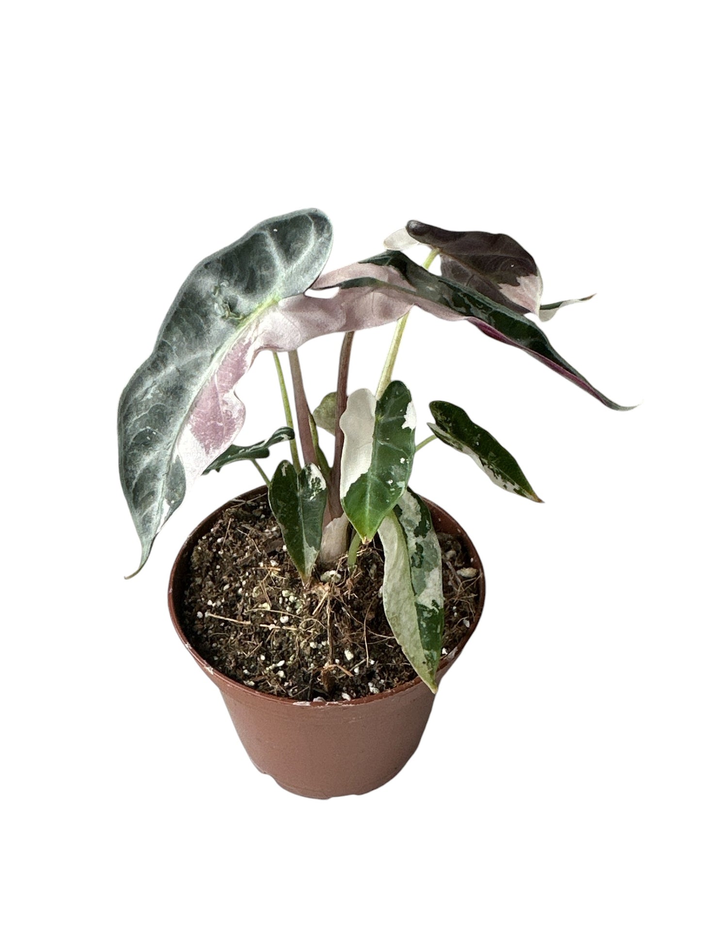 Alocasia Bambino Pink Variegata