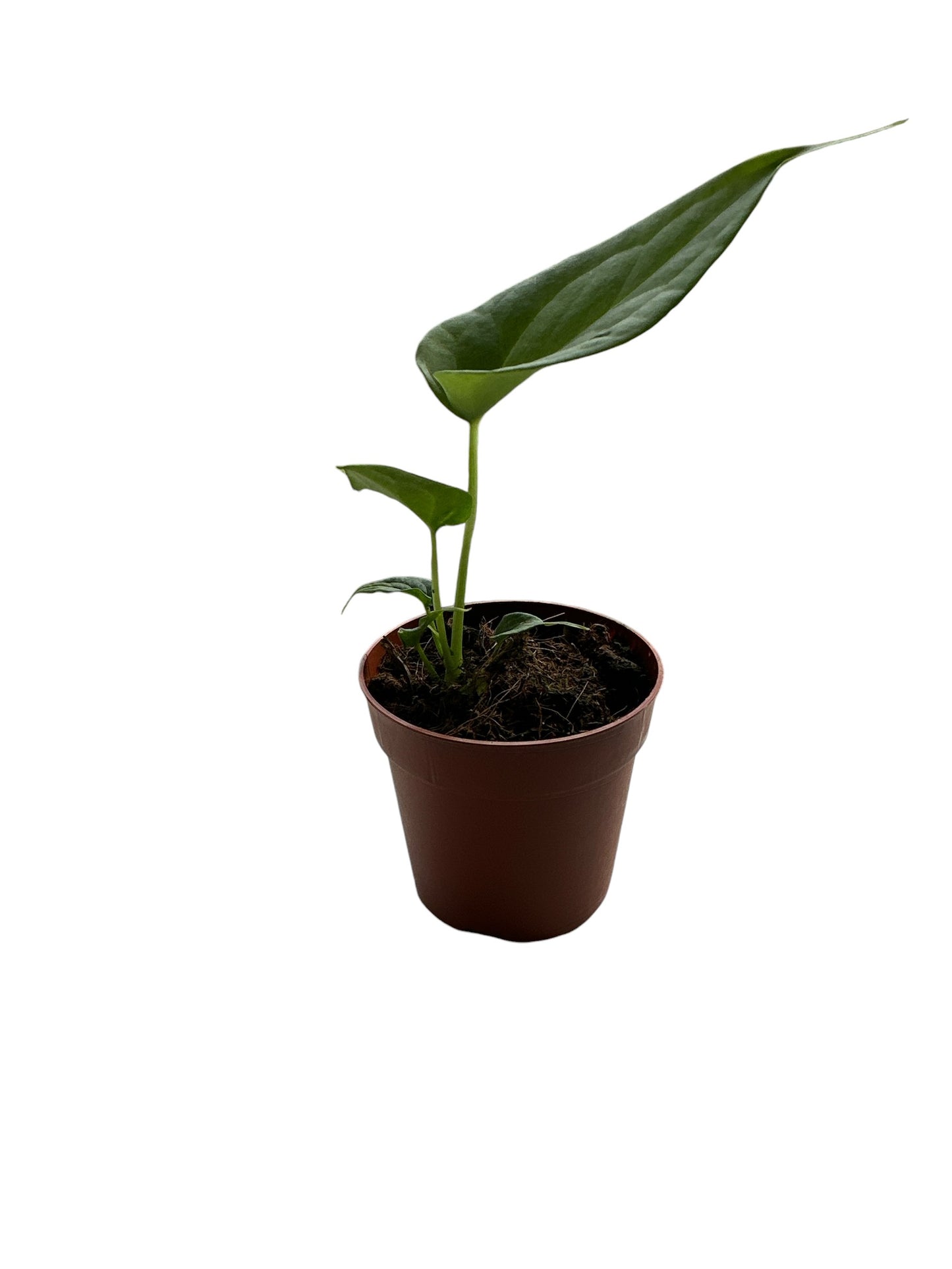 Anthurium Delta Force 7cm pot