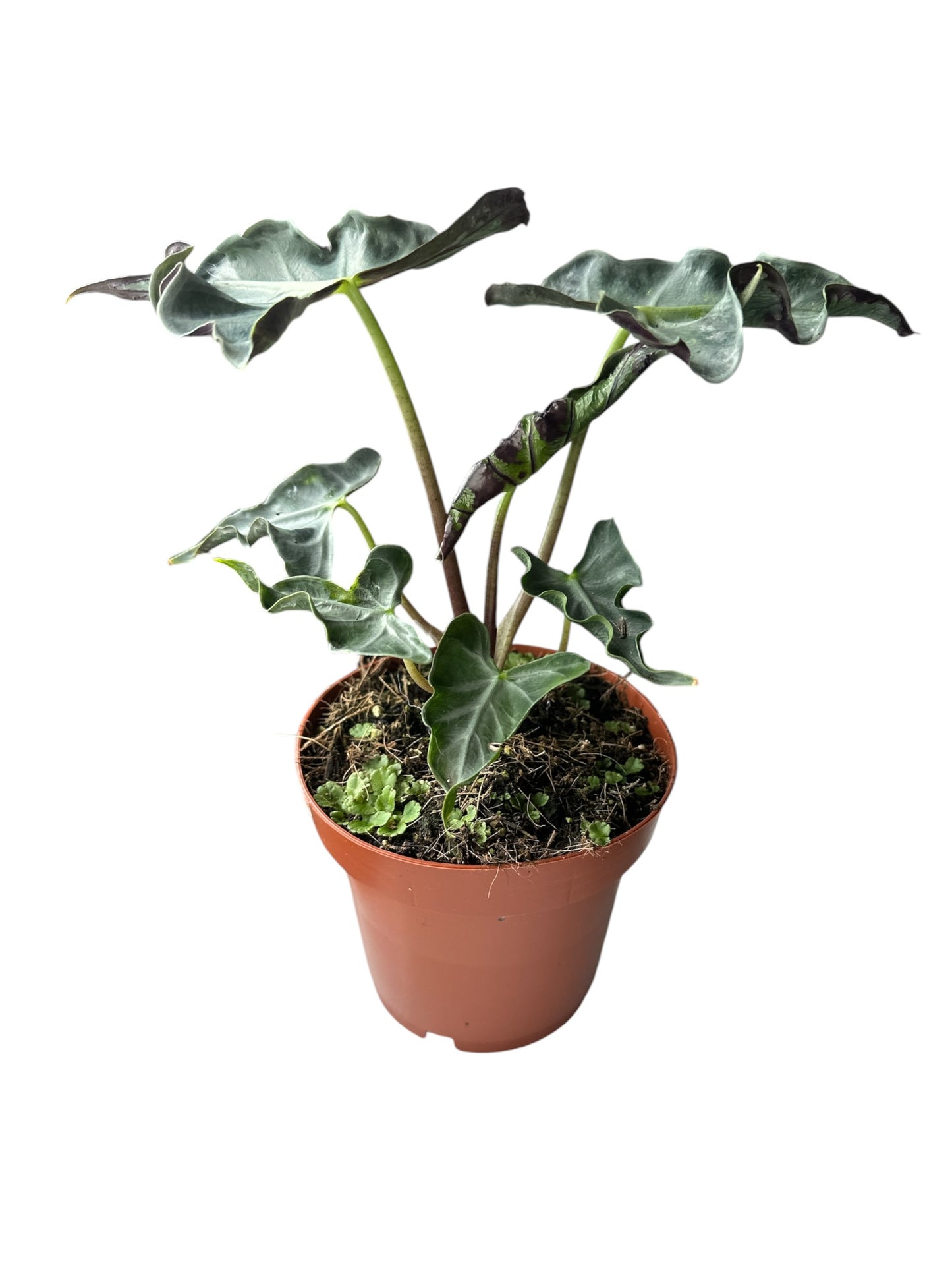 Alocasia LOCO