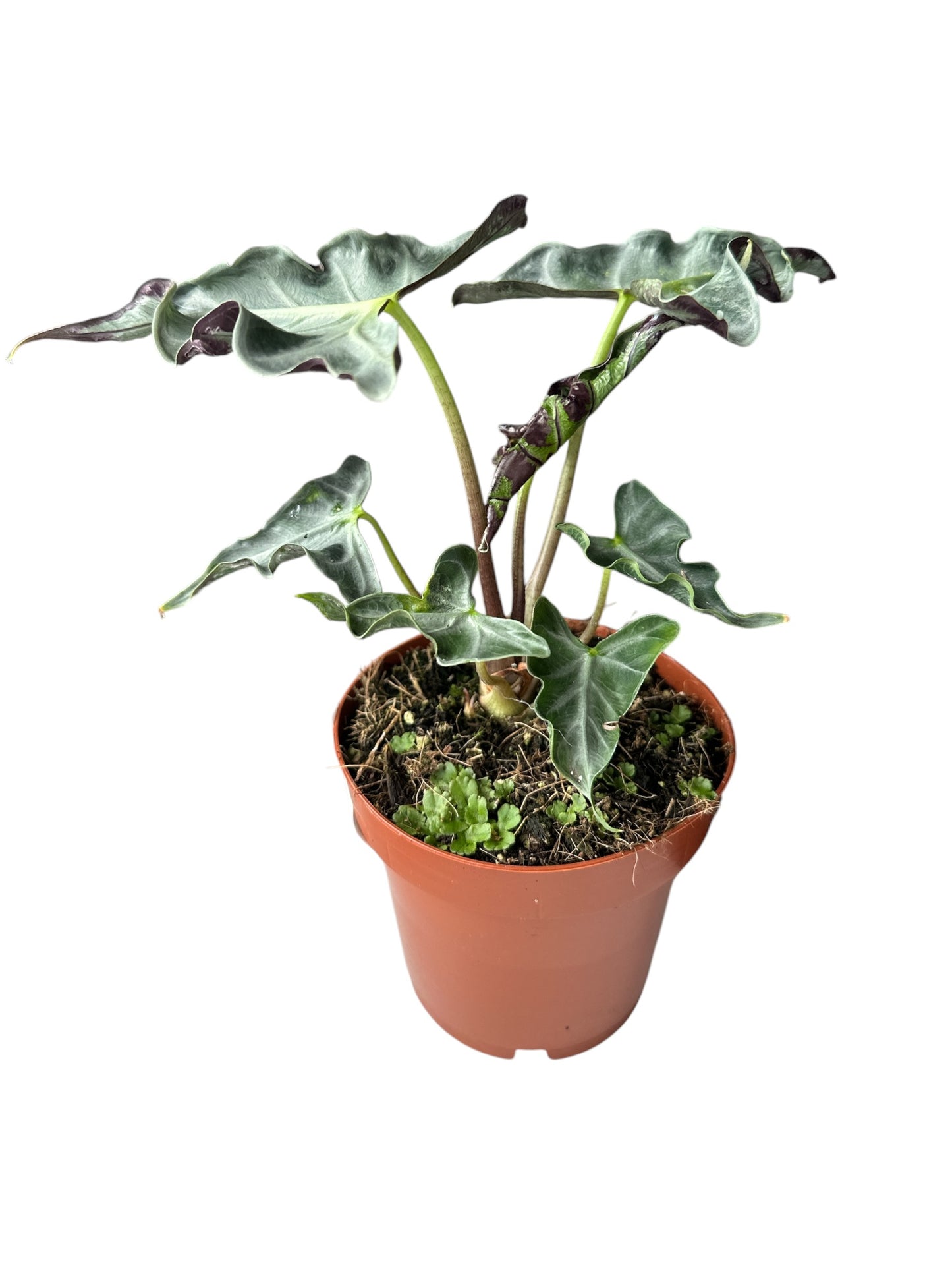 Alocasia LOCO