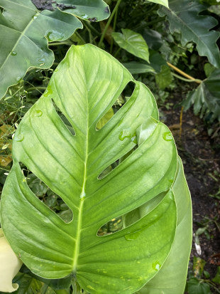 Monstera hybrid Monisha® 'LXADA21'