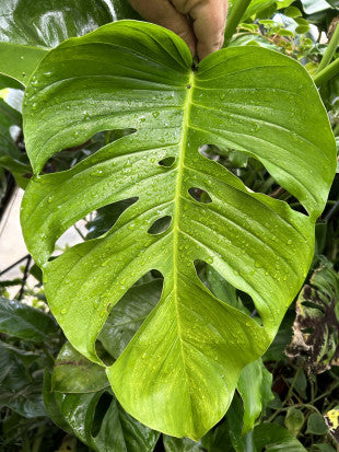 Monstera hybrid Monisha® 'LXADA21'