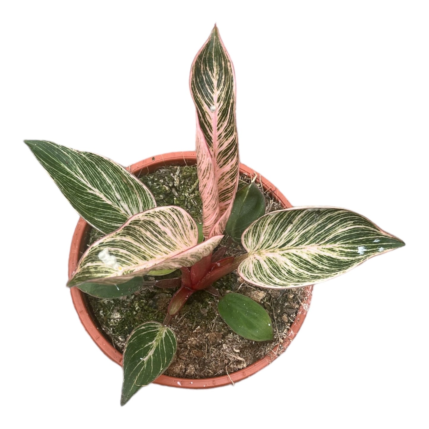 Philodendron erubescens Pink Bikini® 'NATPHI01'