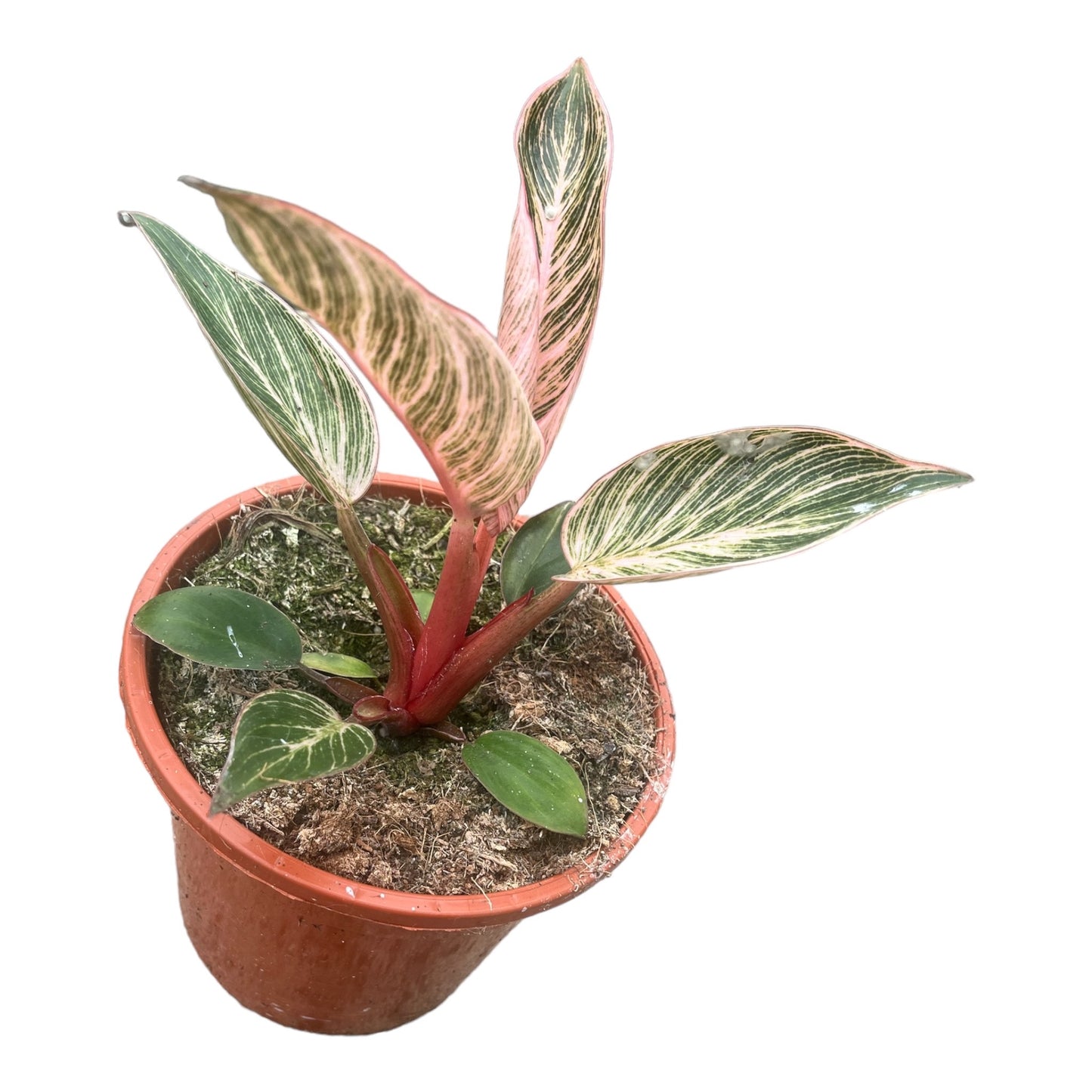 Philodendron erubescens Pink Bikini® 'NATPHI01'