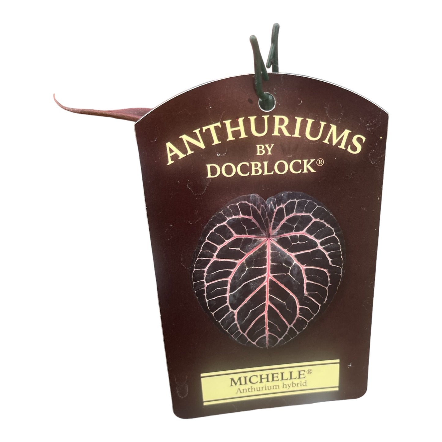 Anthurium DocBlock® Michelle® pot size 17 and 21cm