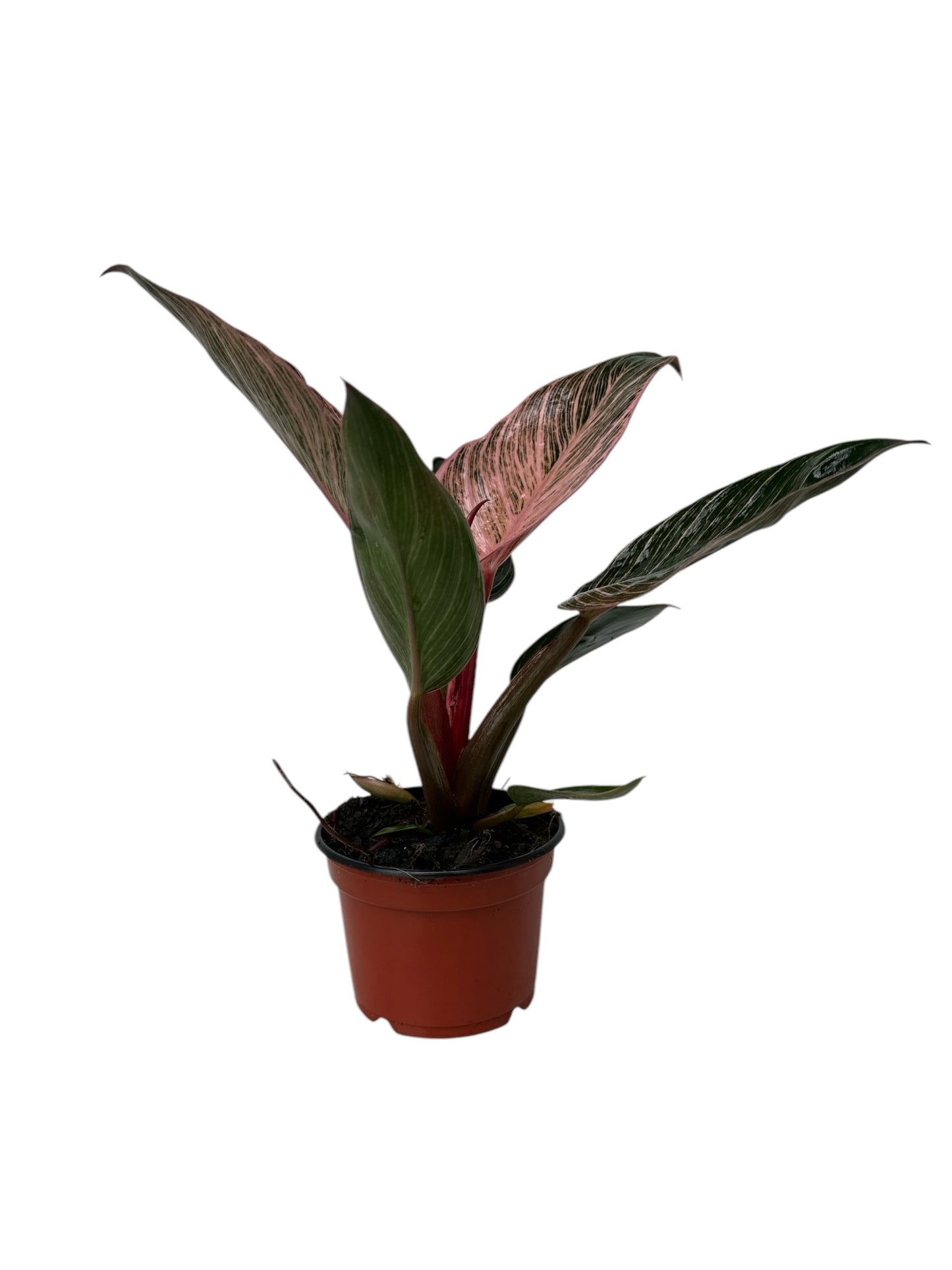 Philodendron erubescens Pink Bikini® 'NATPHI01'