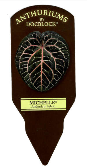 Anthurium DocBlock® Michelle® (plug)