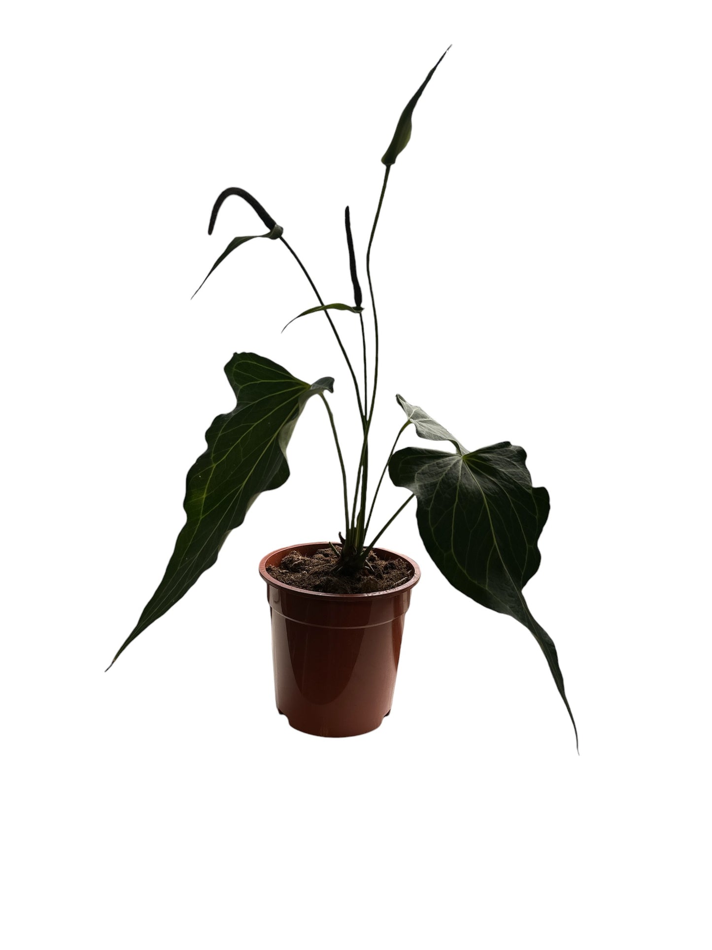 Anthurium Delta Force 7cm pot