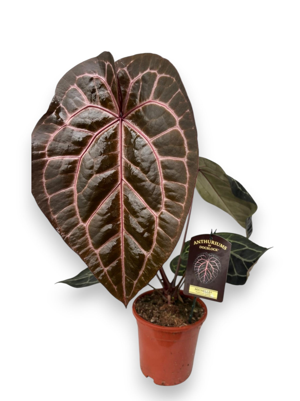 Anthurium DocBlock® Michelle® pot size 17 and 21cm