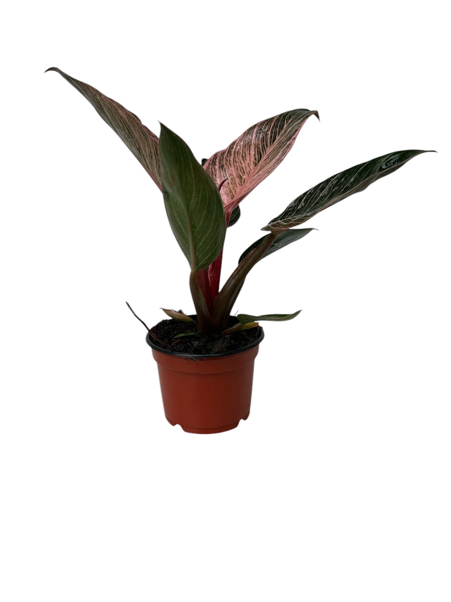 Philodendron erubescens Pink Bikini® 'NATPHI01' (Plug)