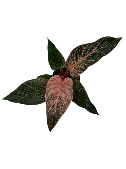 Philodendron erubescens Pink Bikini® 'NATPHI01'