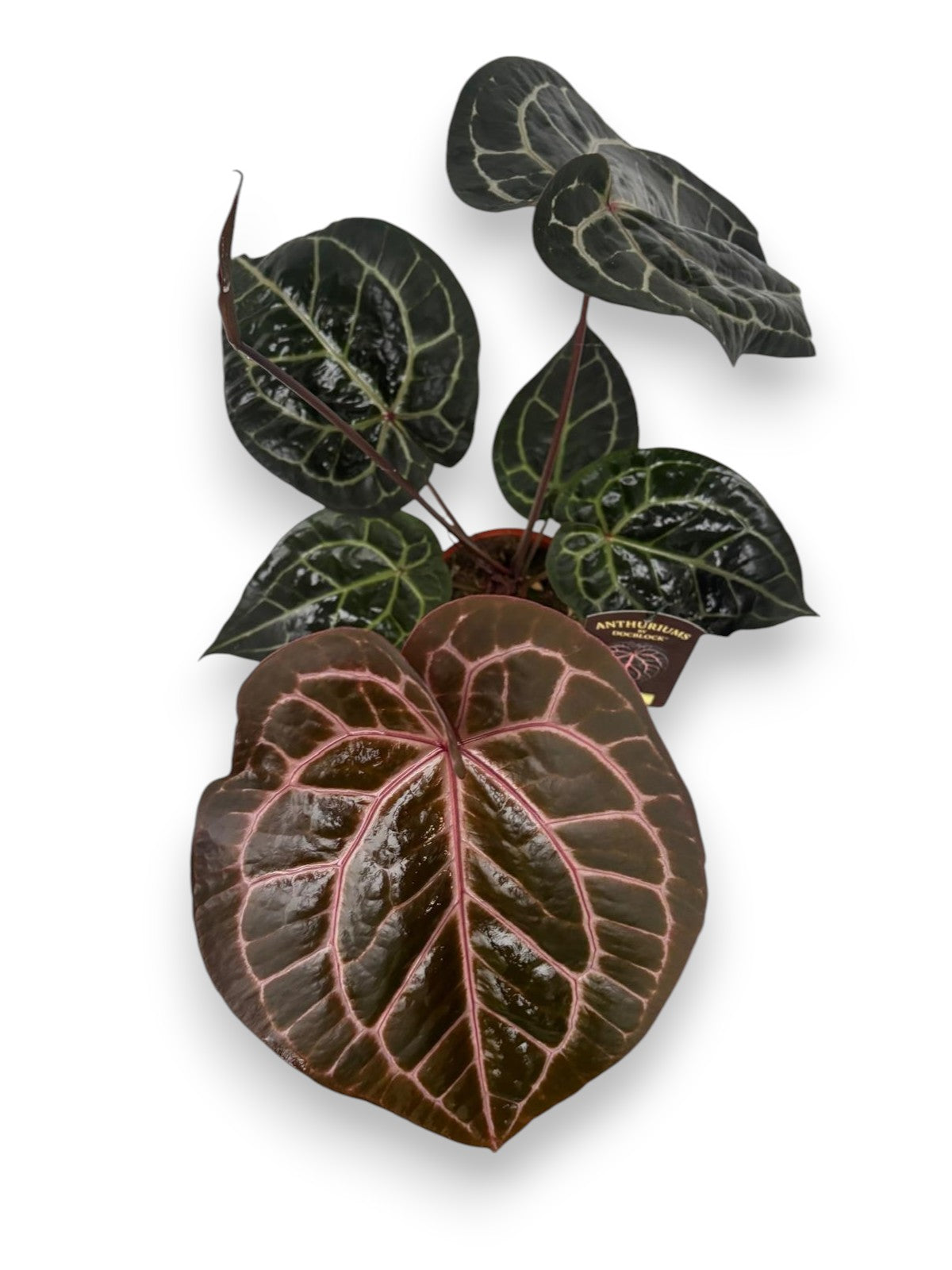 Anthurium DocBlock® Michelle® pot size 17 and 21cm