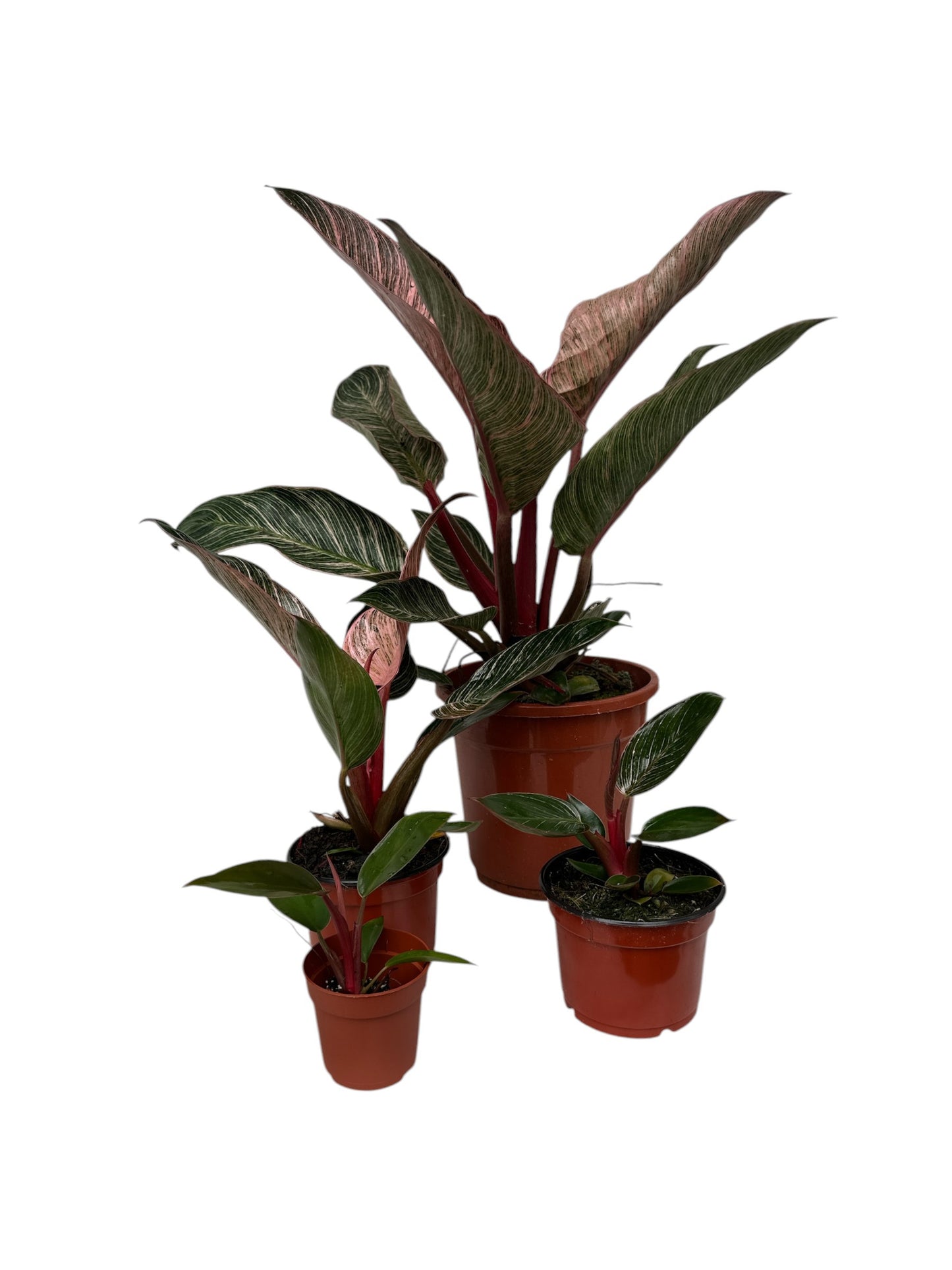 Philodendron erubescens Pink Bikini® 'NATPHI01' (Plug)