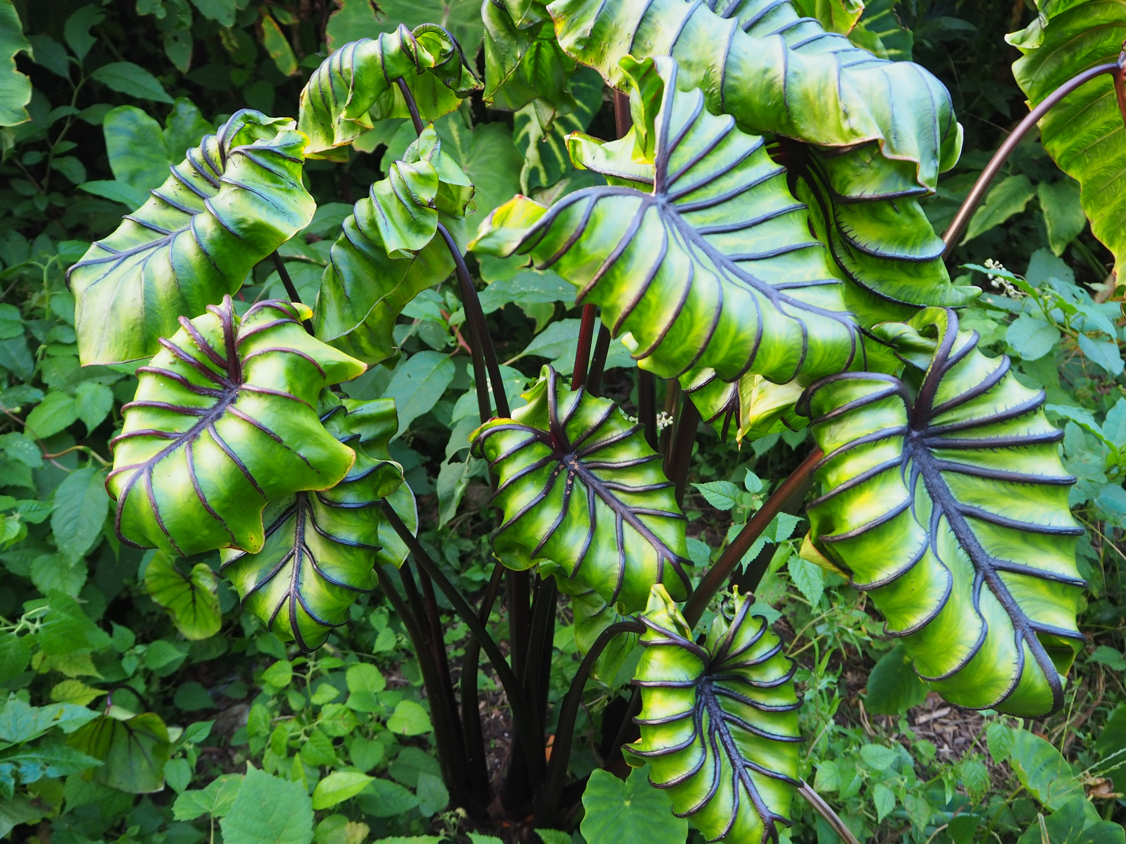 Colocasia Pharaohs Mask® 'COPHAMA'